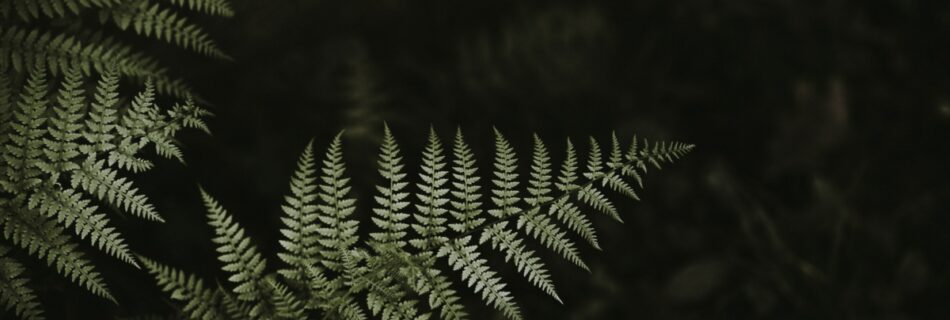 Branch of fern tree in focus over other darkened, out of focus branches