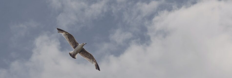 Bird flying alone in dim sky with grey clouds