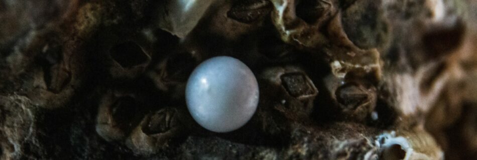 Blue tinged pearl sitting on clam shell and rocks