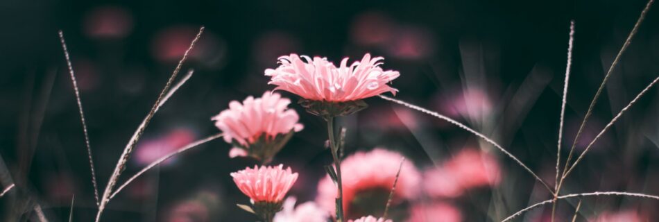 Close up of a field of pink flowers with dark grass