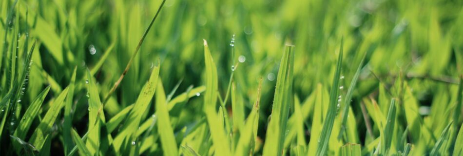 Patch of wheat grass sprinkled with dew